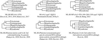 Phylogenomic data resolved the deep relationships of Gymnogynoideae (Selaginellaceae)